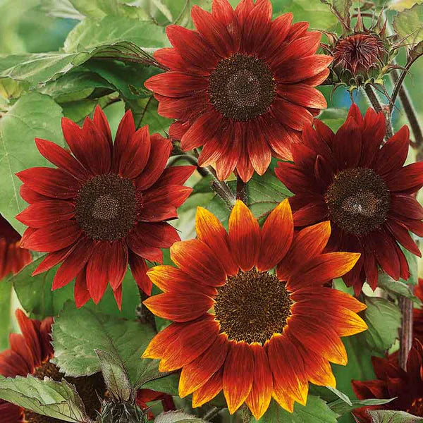 Moulin Rouge Sunflower Seeds – Deep Red Velvet Blooms for Gardens & Bouquets