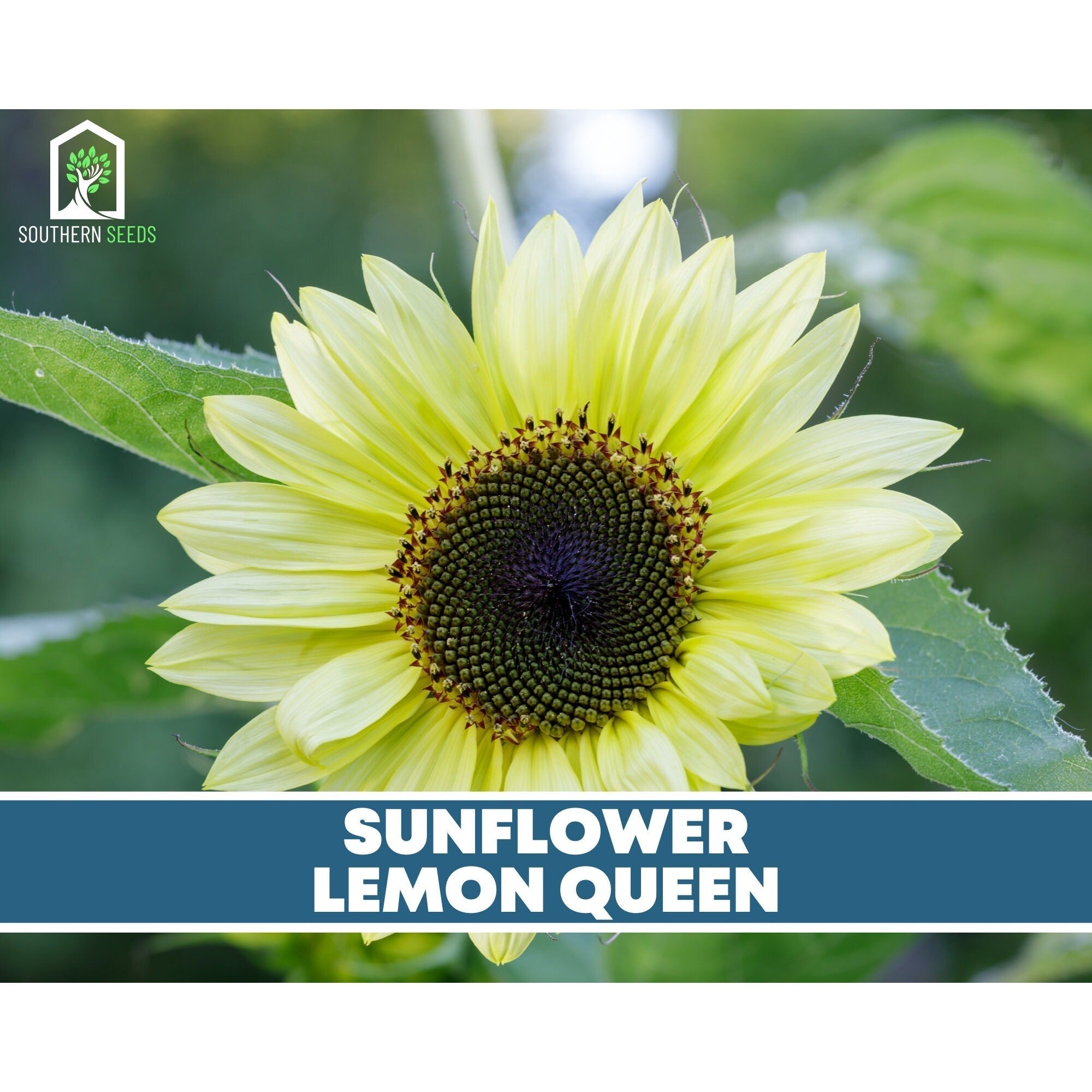 Sunflower Seed Collection – 6 Varieties
