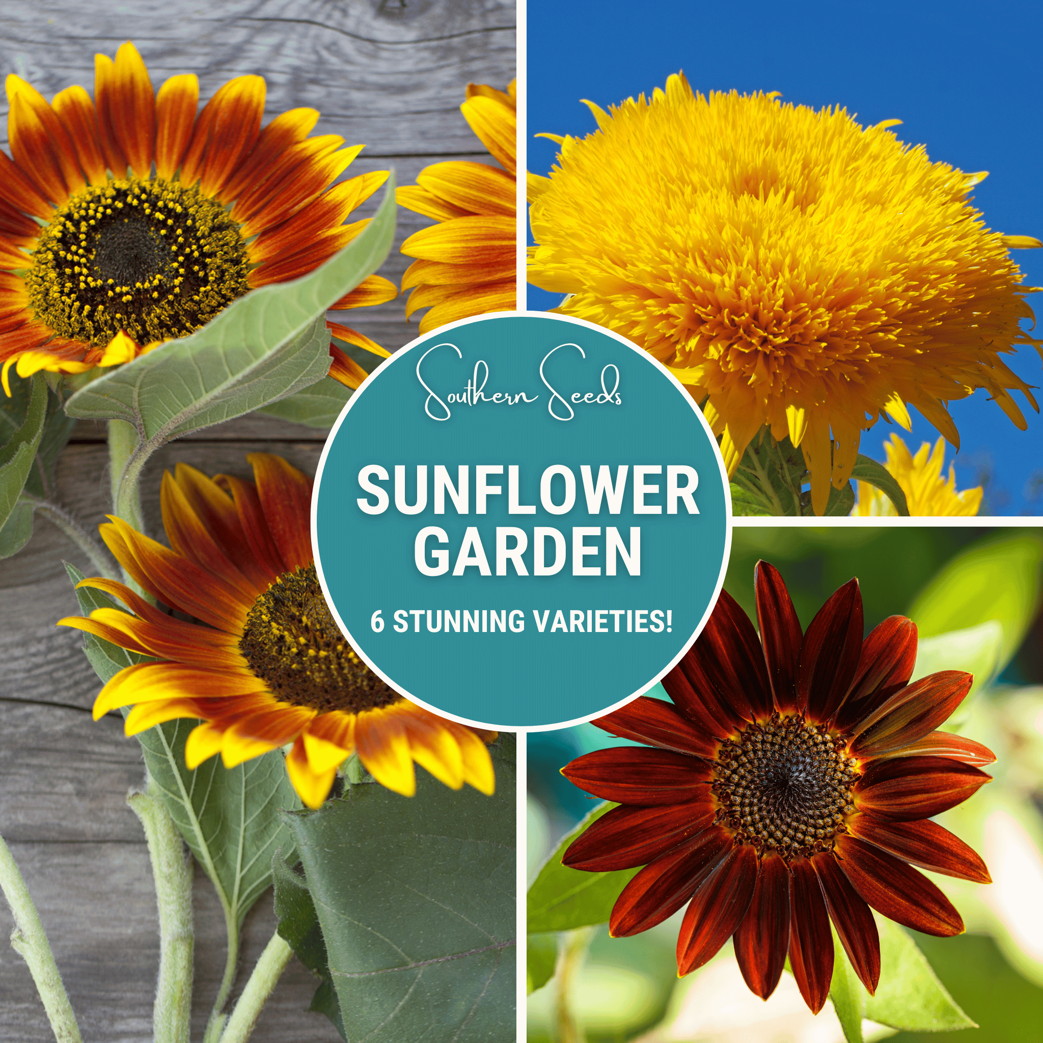Sunflower Seed Collection – 6 Varieties
