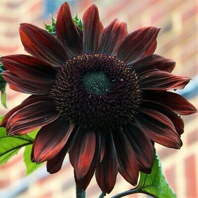 Burgundy with Black Center Sunflower Seeds – Bold, Dark Blooms for Gardens