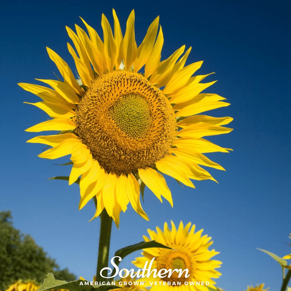Skyscraper Sunflower – 25 Seeds
