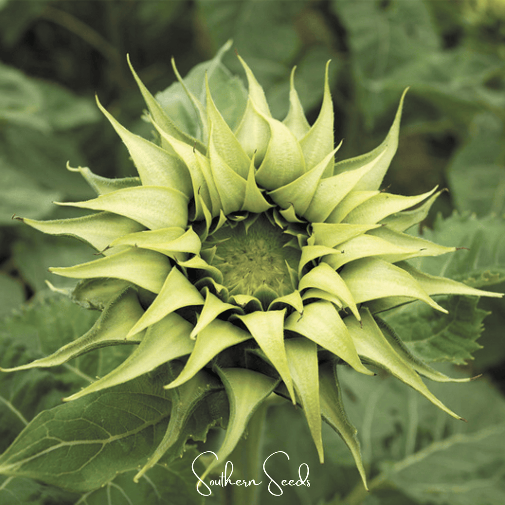 SunFill Green Sunflower – 25 Seeds