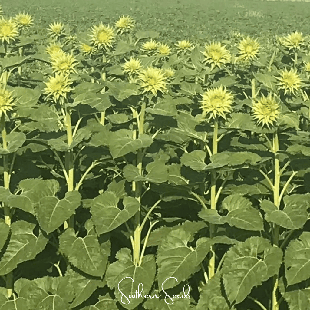 SunFill Green Sunflower – 25 Seeds