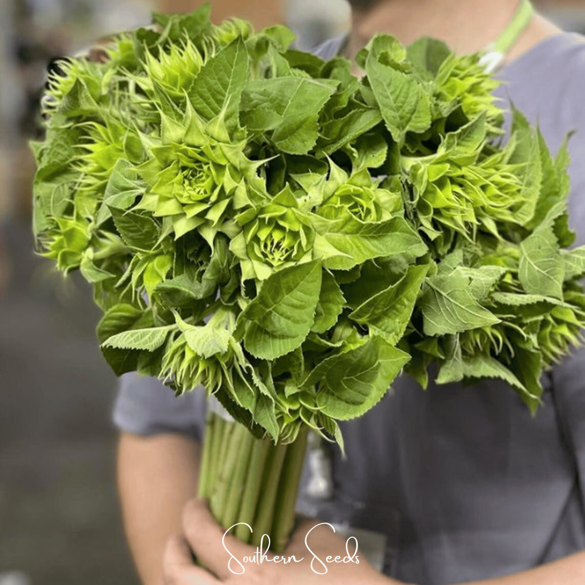 SunFill Green Sunflower – 25 Seeds