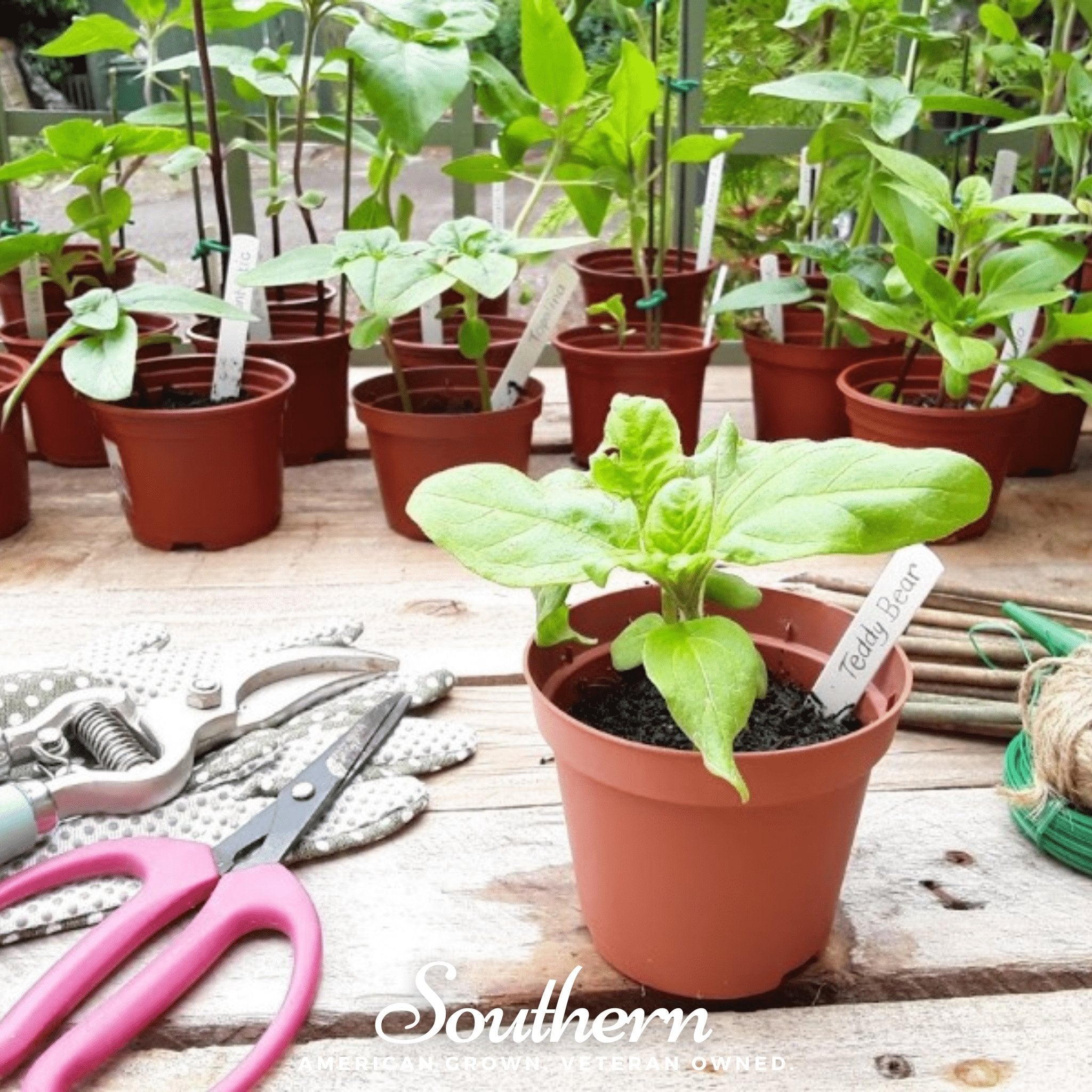 Teddy Bear Dwarf Sunflower – 25 Seeds