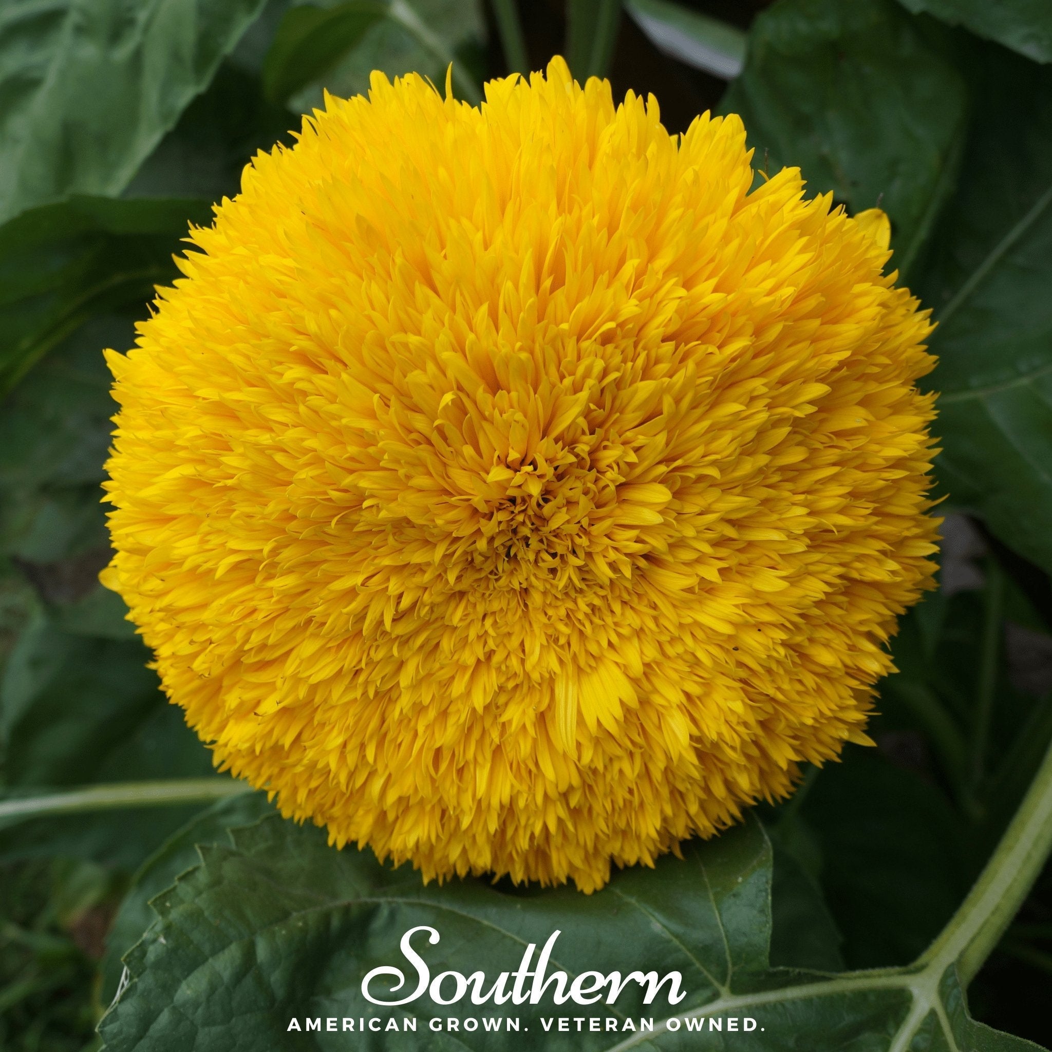 Teddy Bear Dwarf Sunflower – 25 Seeds