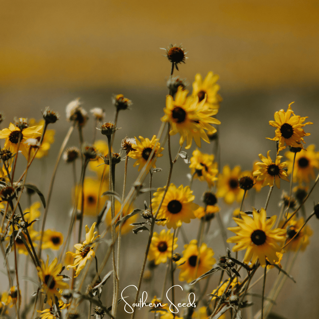 Wild Annual Sunflower – 50 Seeds