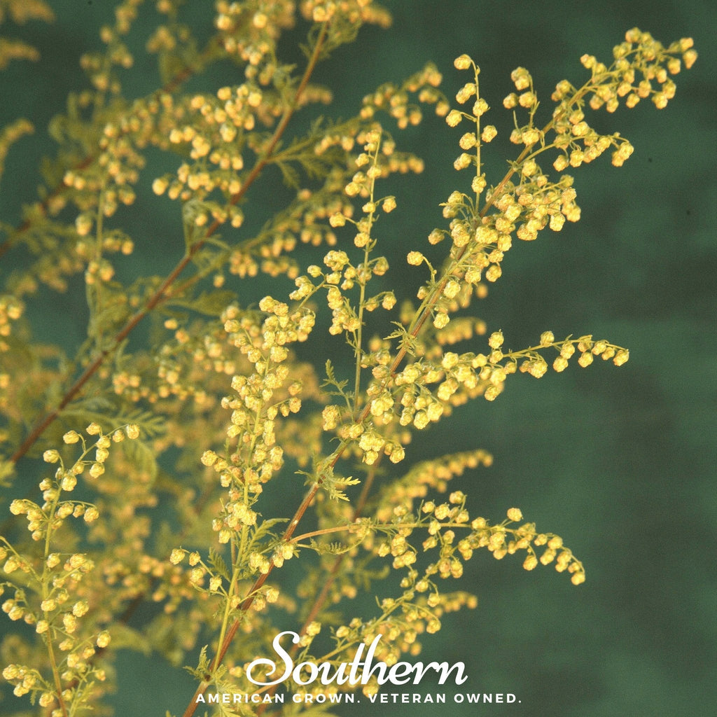 Sweet Annie – 50 Seeds