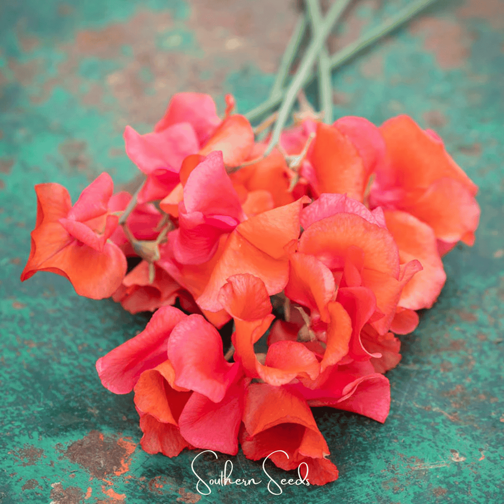 Prince of Orange Sweet Pea – 25 Seeds
