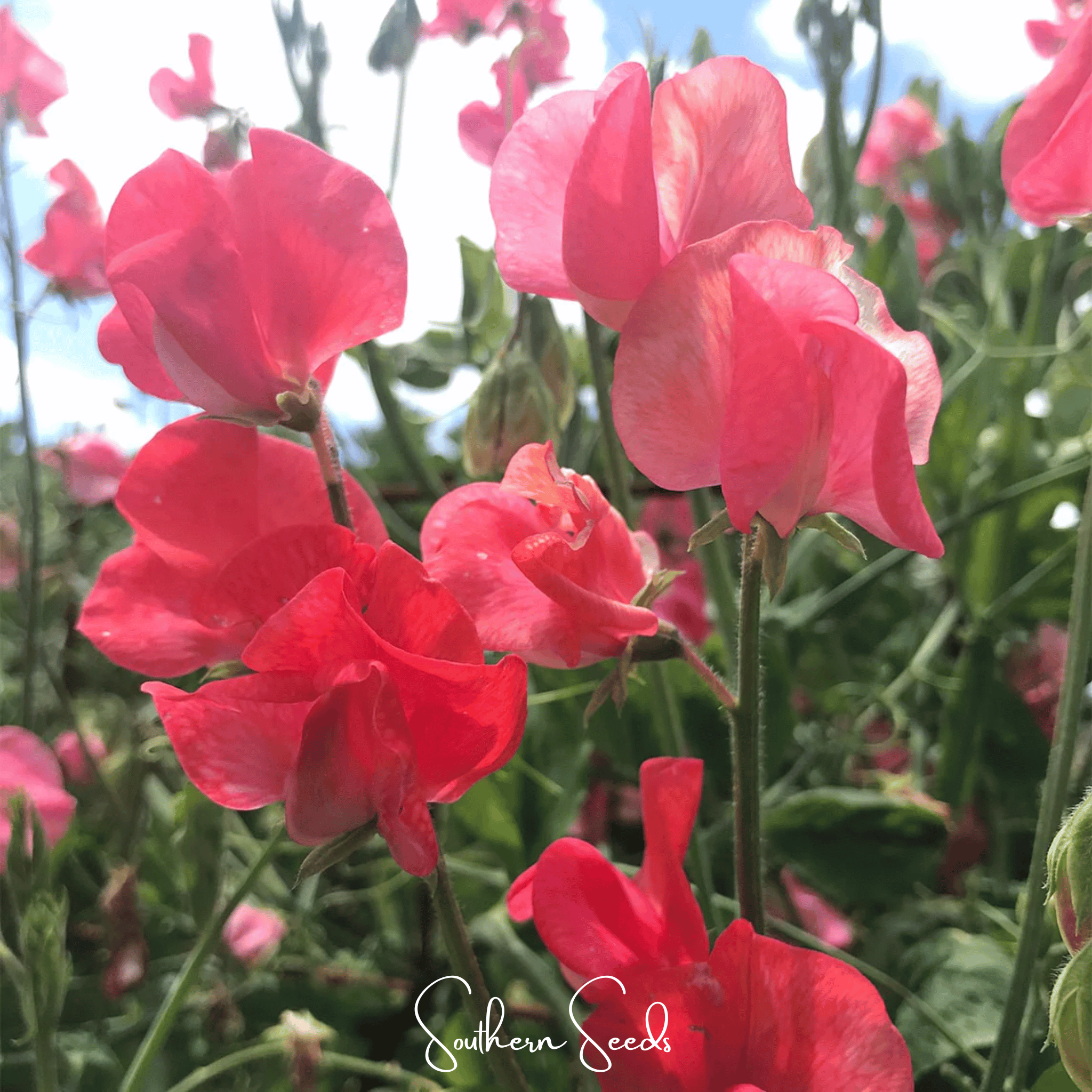 Prince of Orange Sweet Pea – 25 Seeds