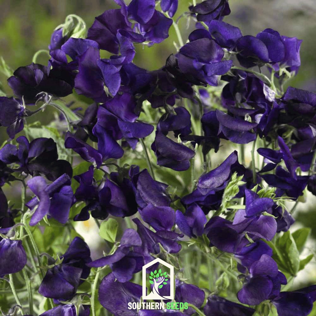 Royal Navy Blue Sweet Pea – 25 Seeds