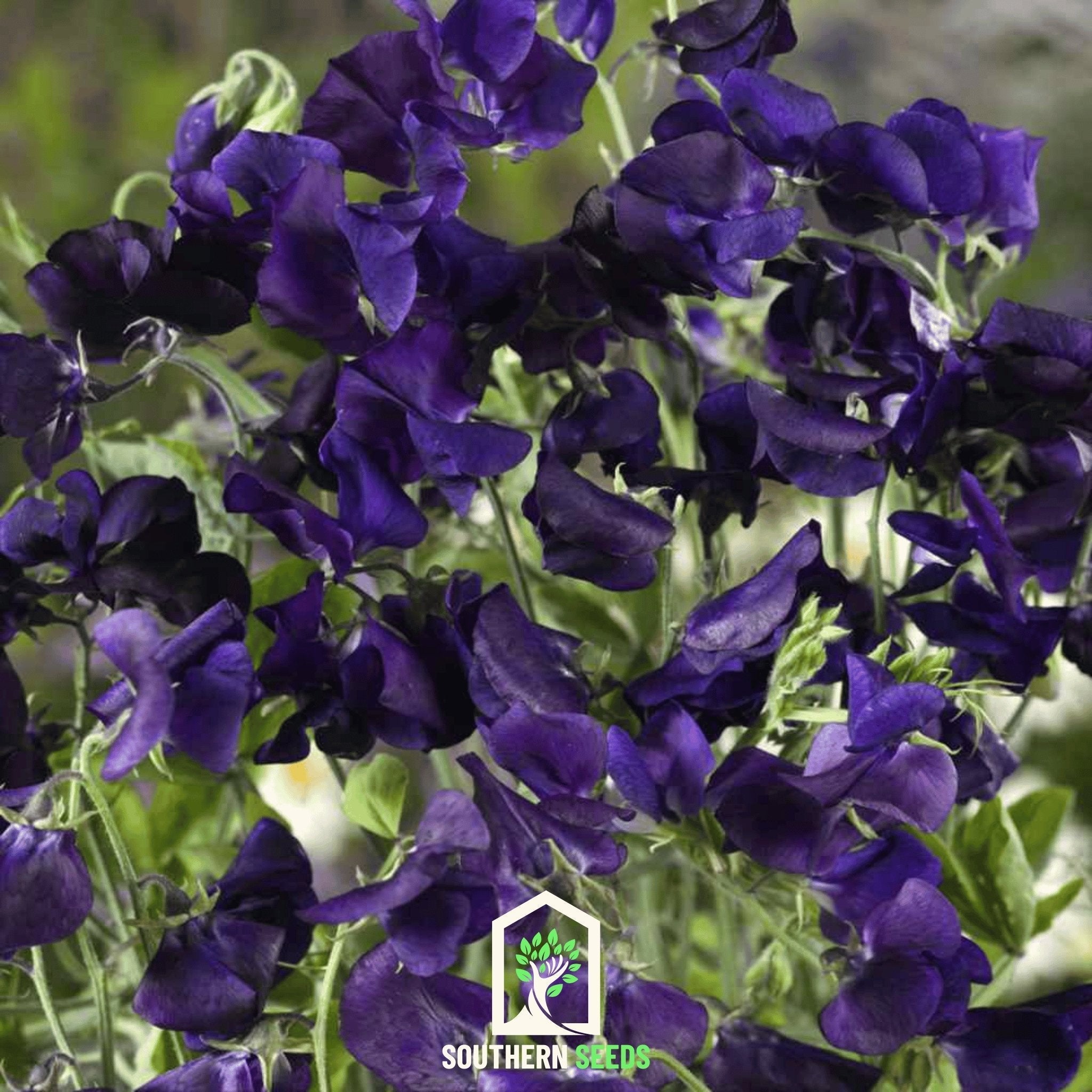 Royal Navy Blue Sweet Pea – 25 Seeds