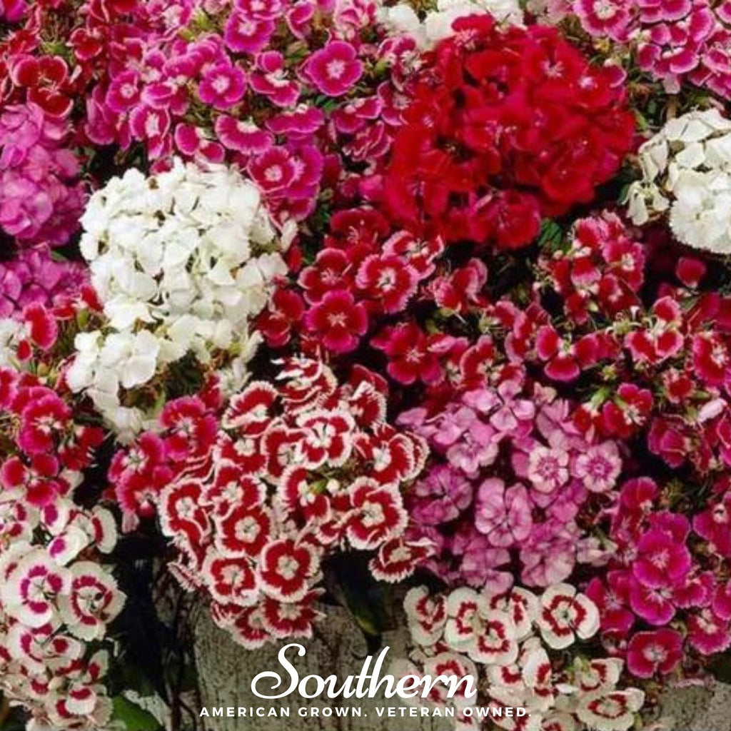 Sweet William (Dianthus) – 250 Seeds