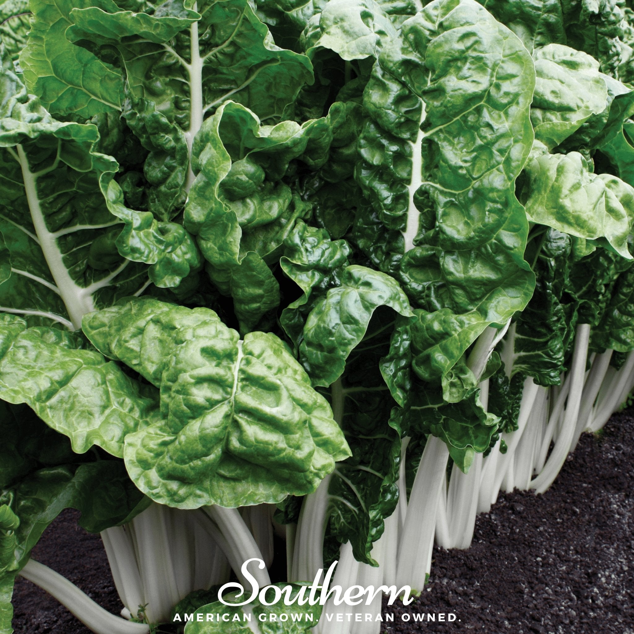 Fordhook Giant Swiss Chard – 100 Seeds
