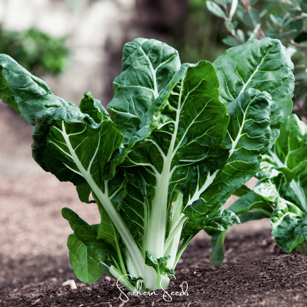 Lucullus Swiss Chard – 100 Seeds