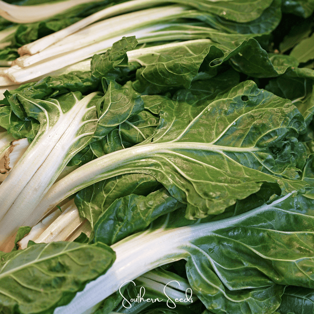 Lucullus Swiss Chard – 100 Seeds