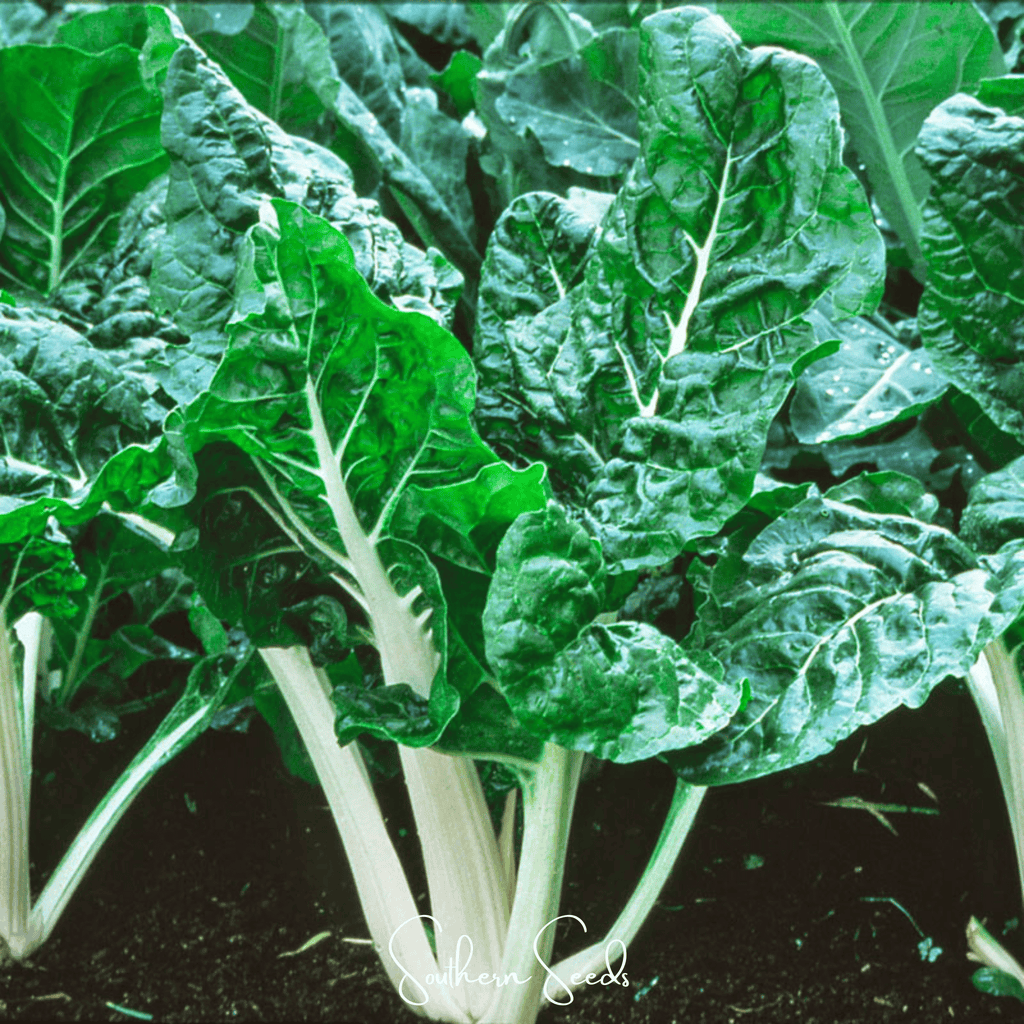 Lucullus Swiss Chard – 100 Seeds