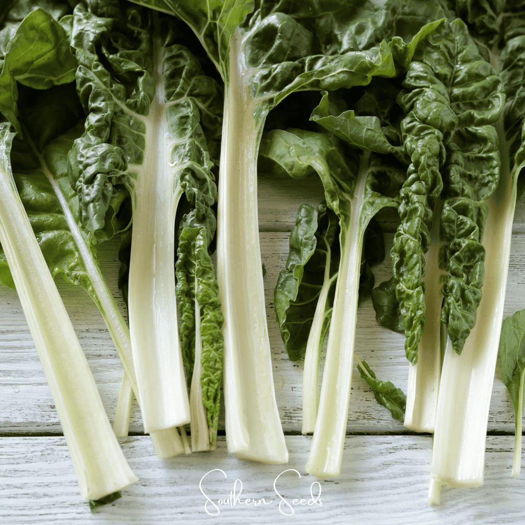 Lucullus Swiss Chard – 100 Seeds