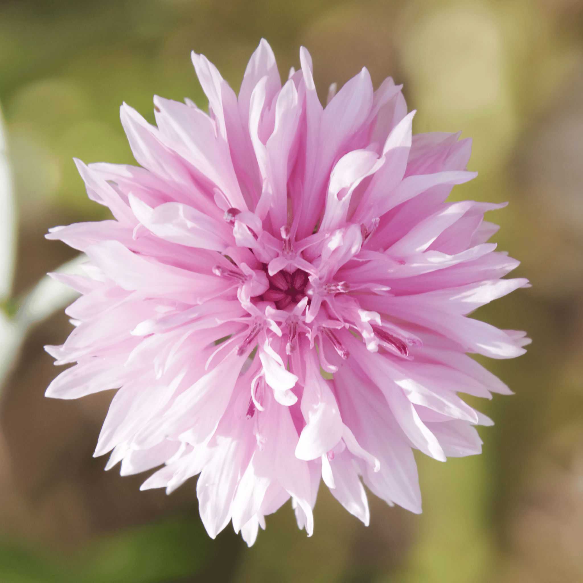 Tall Pink Cornflower - 100 Seeds