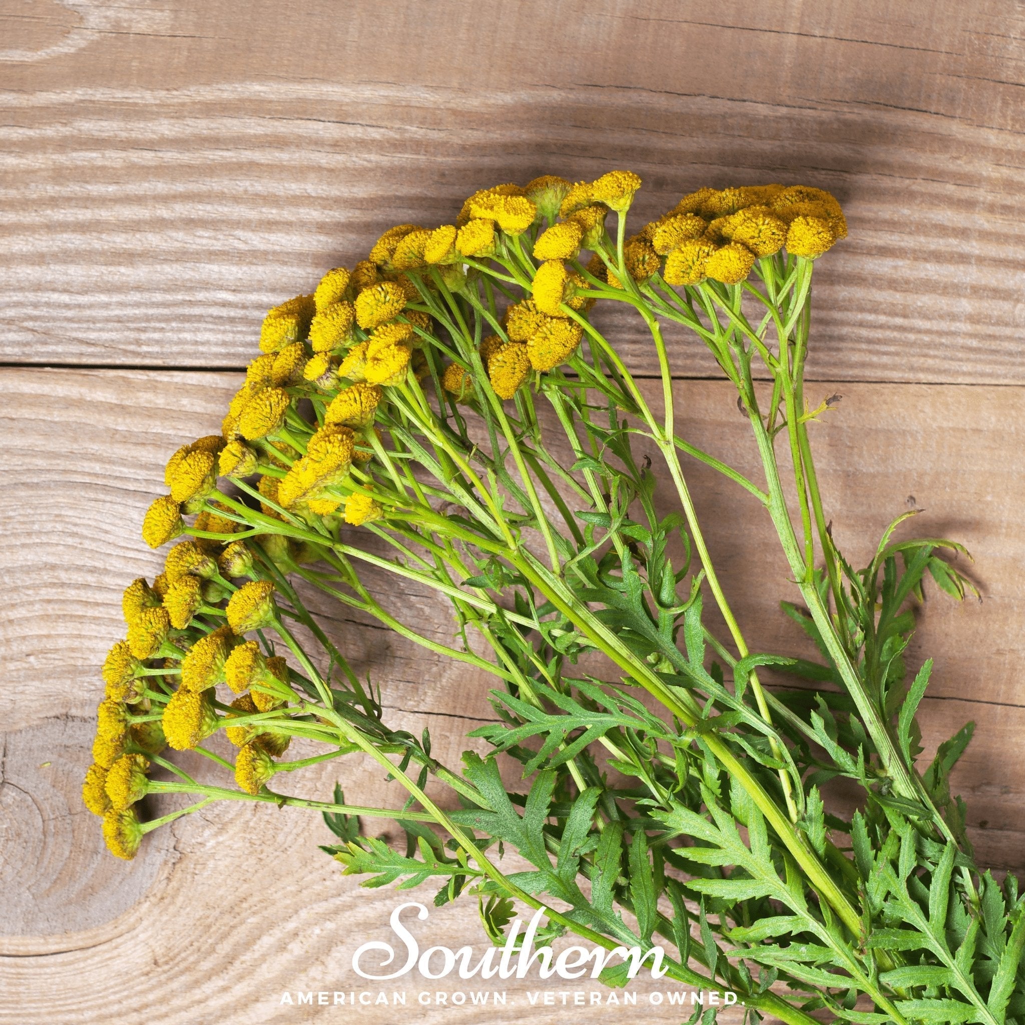 Tansy – 100 Seeds