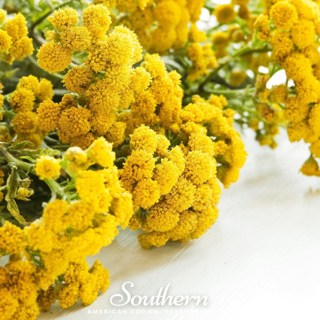 Tansy – 100 Seeds