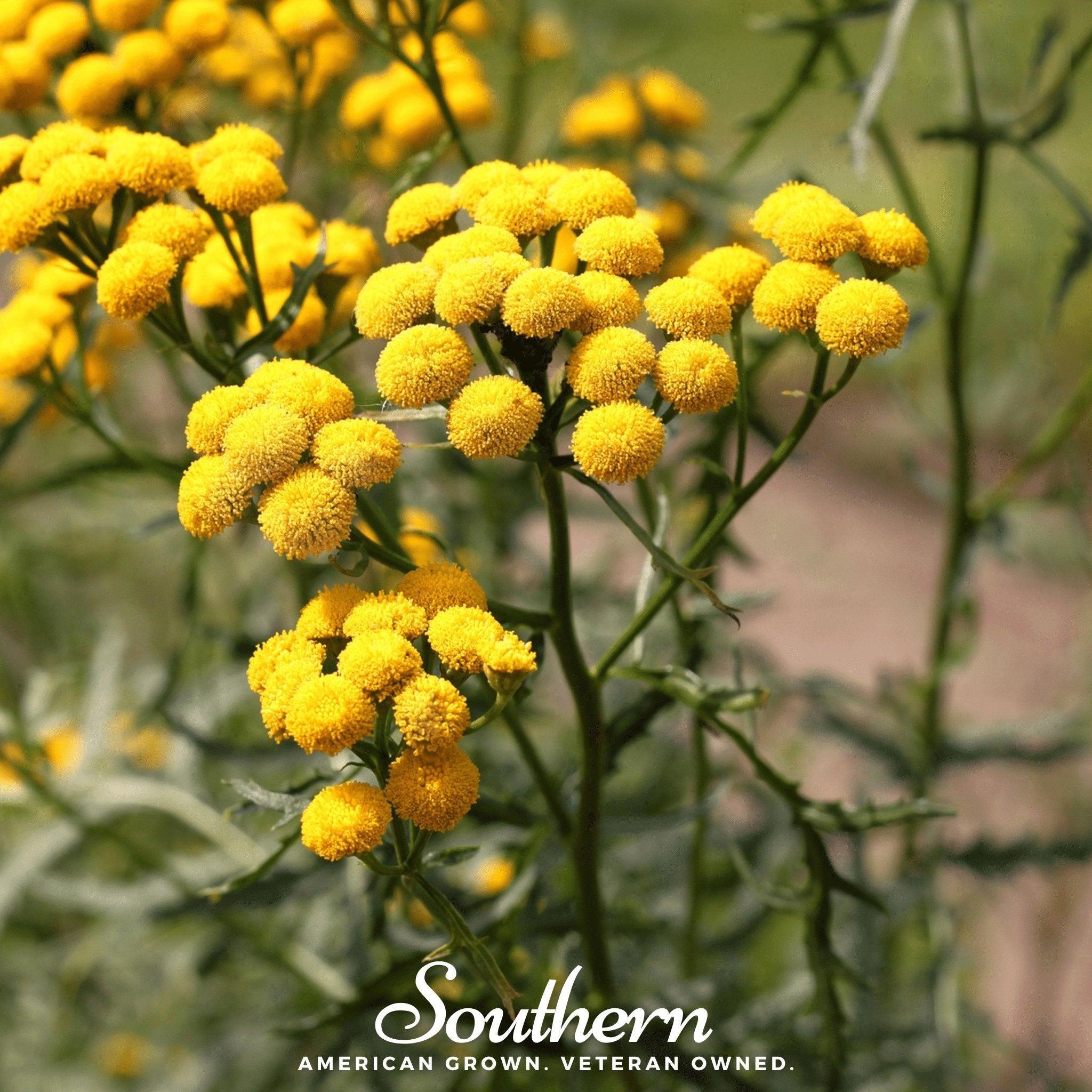 Tansy – 100 Seeds