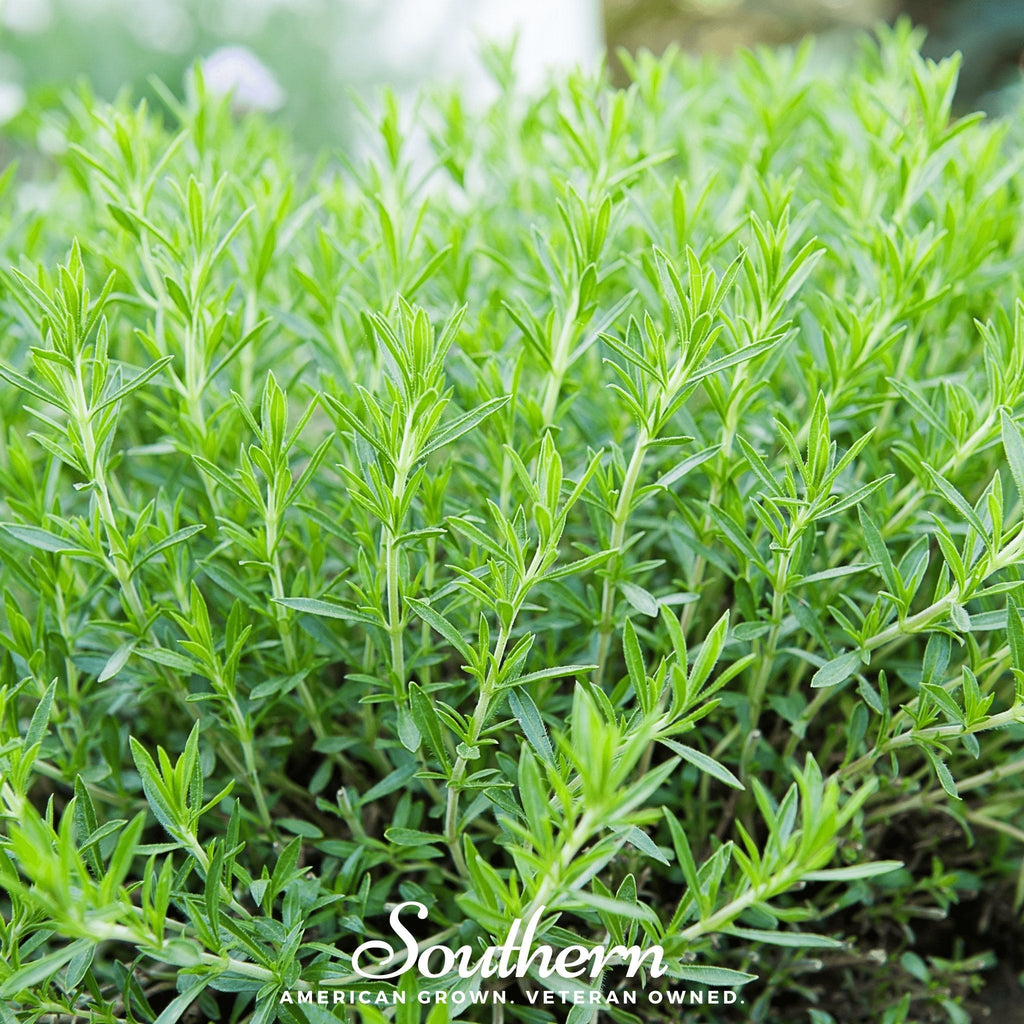 Tarragon – 300 Seeds