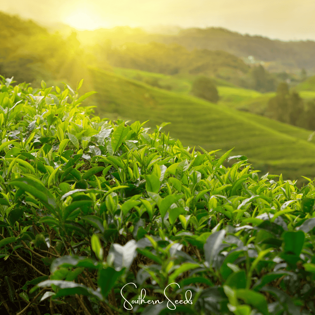 Tea Plant - 5 Seeds