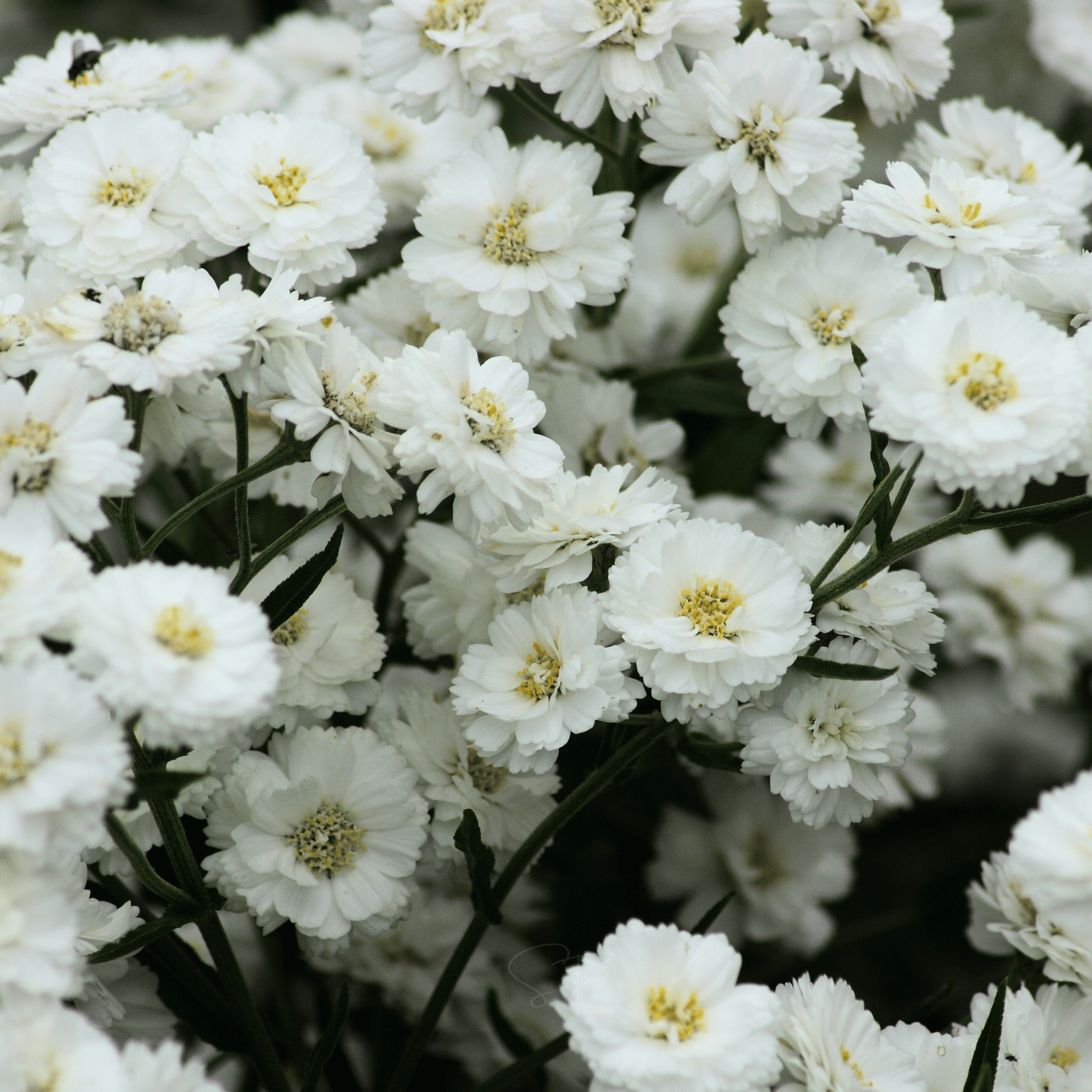 The Pearl Yarrow – 100 Seeds