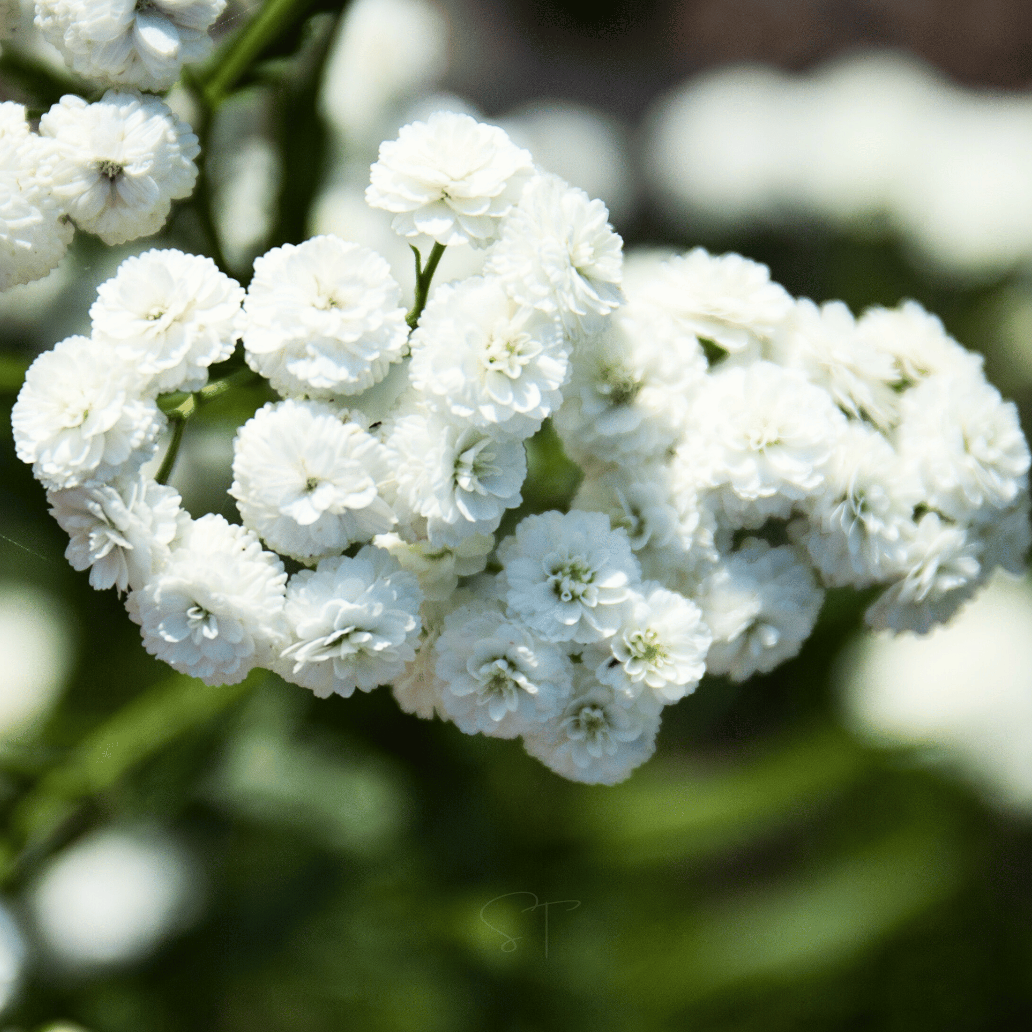 The Pearl Yarrow – 100 Seeds