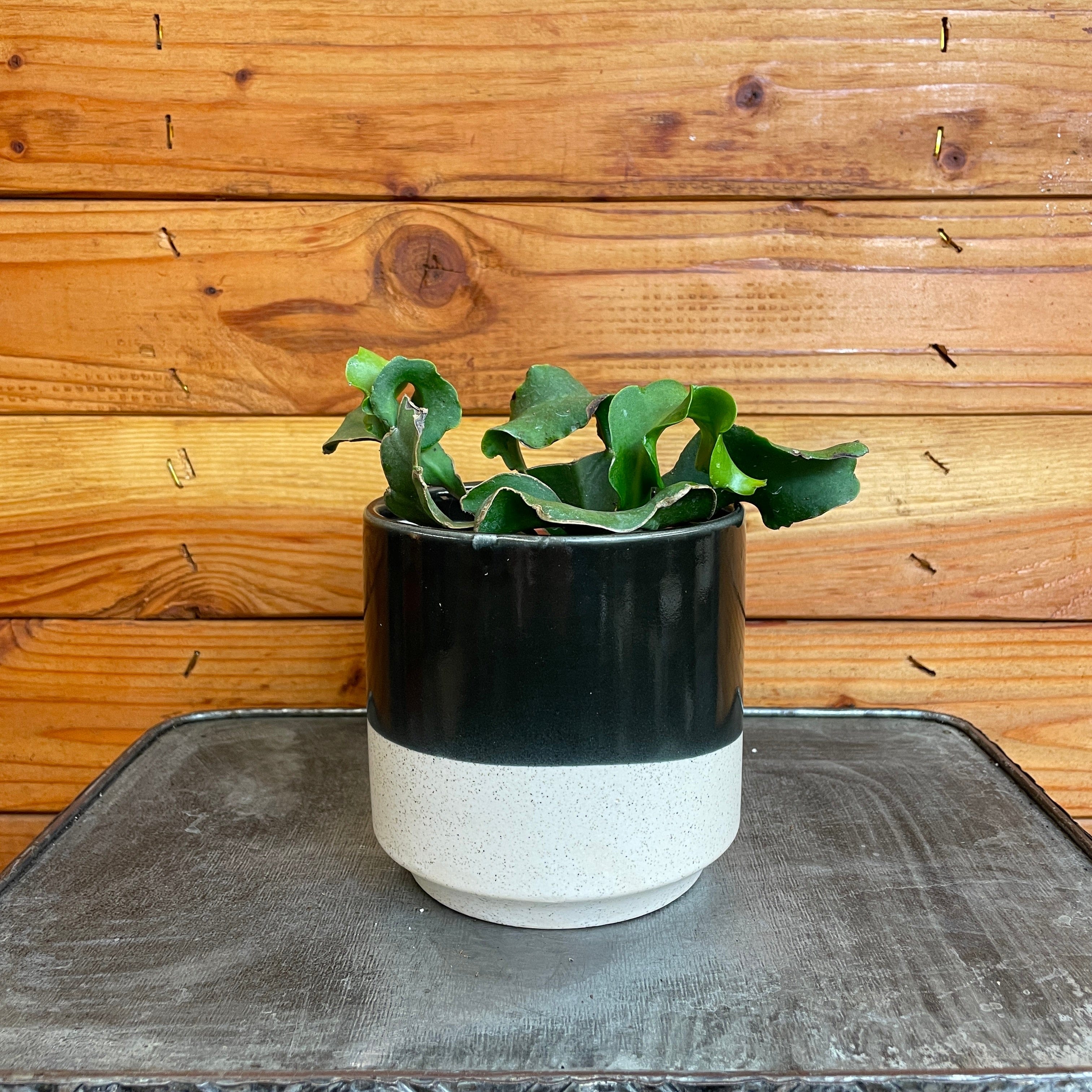 Epiphyllum Curly Locks, 4" Plant