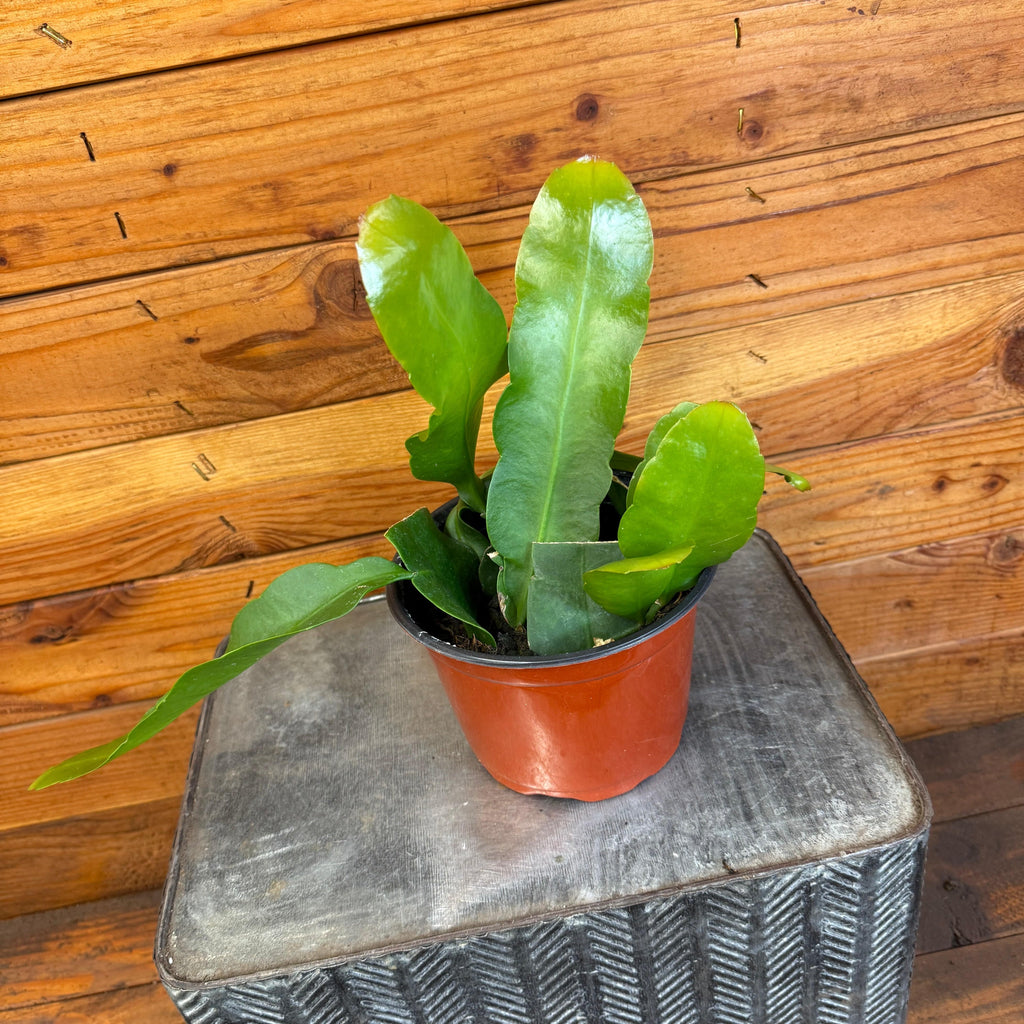 Epiphyllum Queen of the Night, 6" Plant