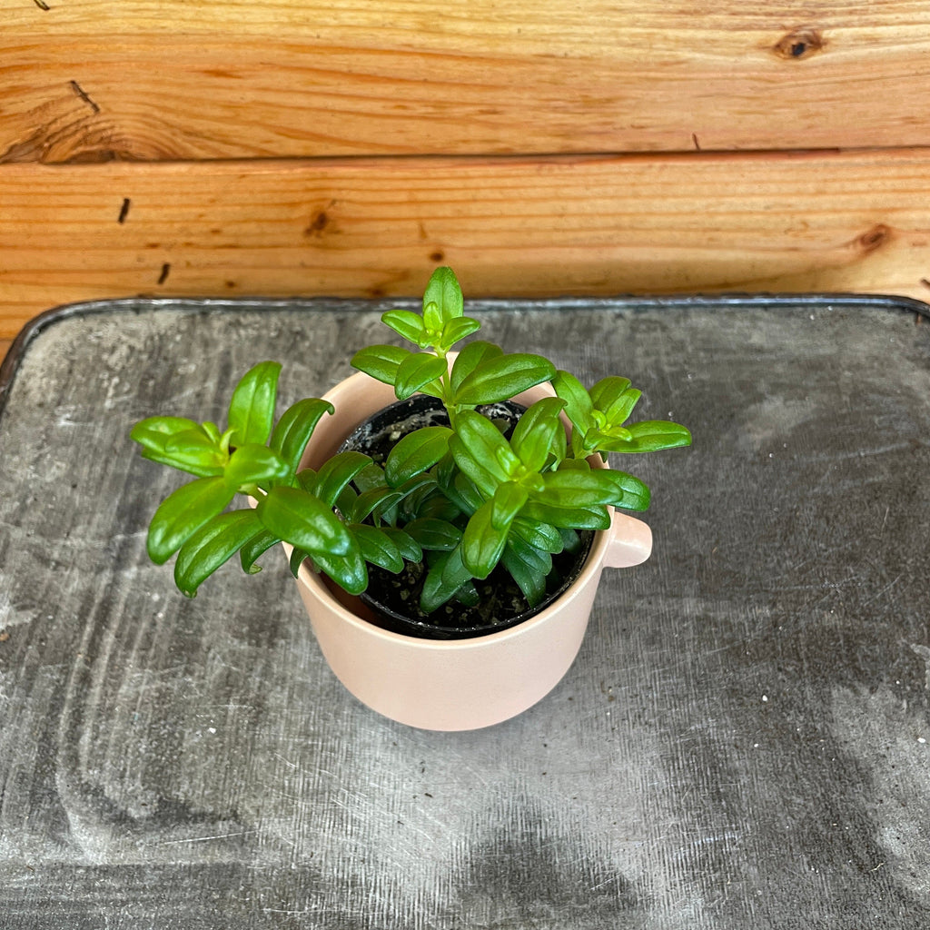 Aeschynanthus Lipstick Buxifolius Box Leaf, 2" Plant