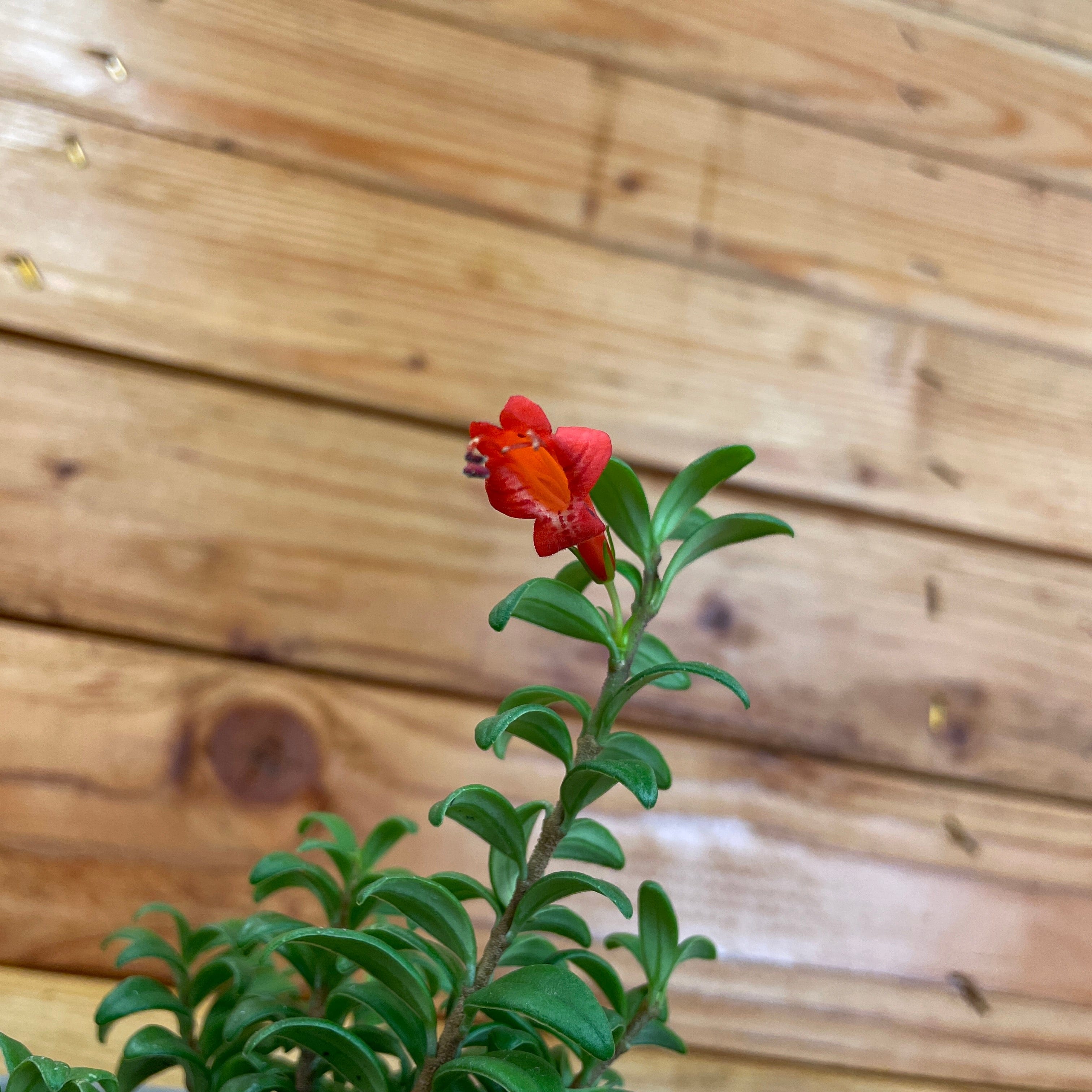 Aeschynanthus Lipstick Buxifolius Box Leaf, 2" Plant