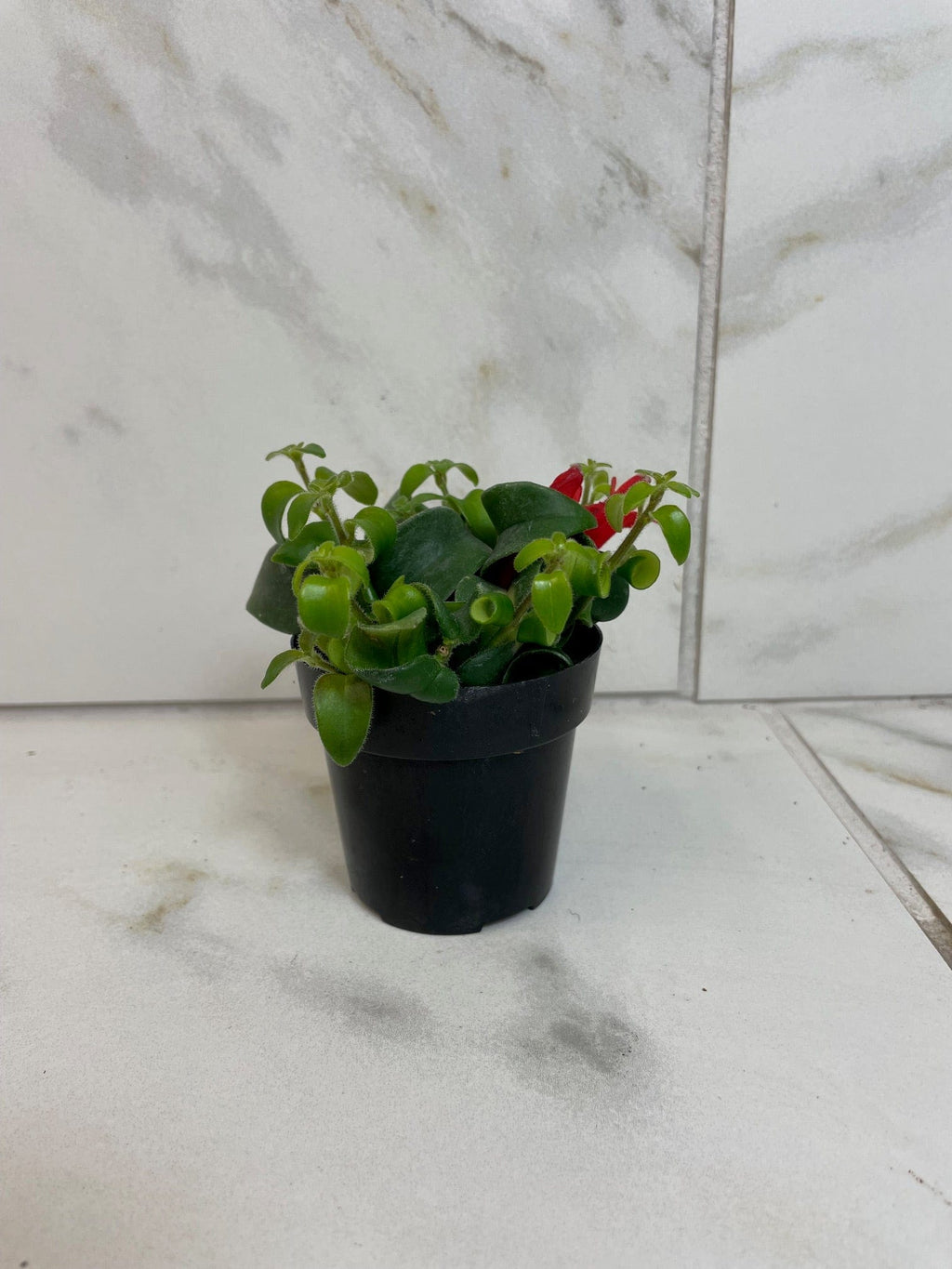 Aeschynanthus Lipstick Curly, 2" Plant