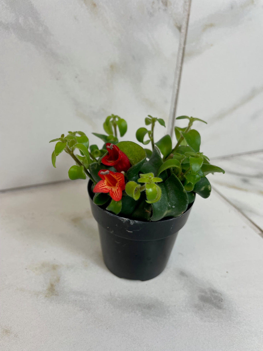 Aeschynanthus Lipstick Curly, 2" Plant