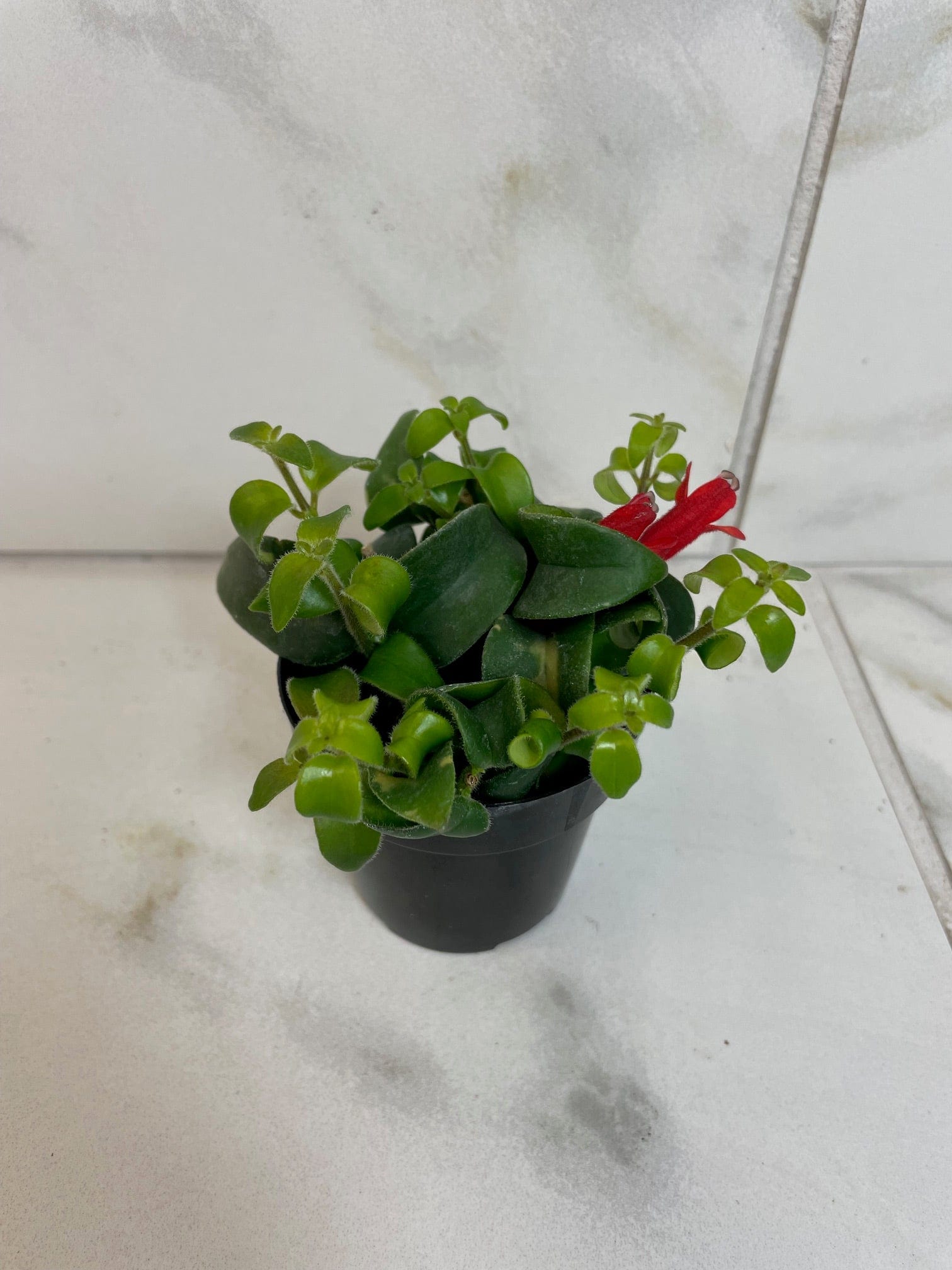 Aeschynanthus Lipstick Curly, 2" Plant