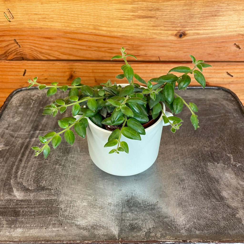 Aeschynanthus Lipstick Gracilis, 2" Plant