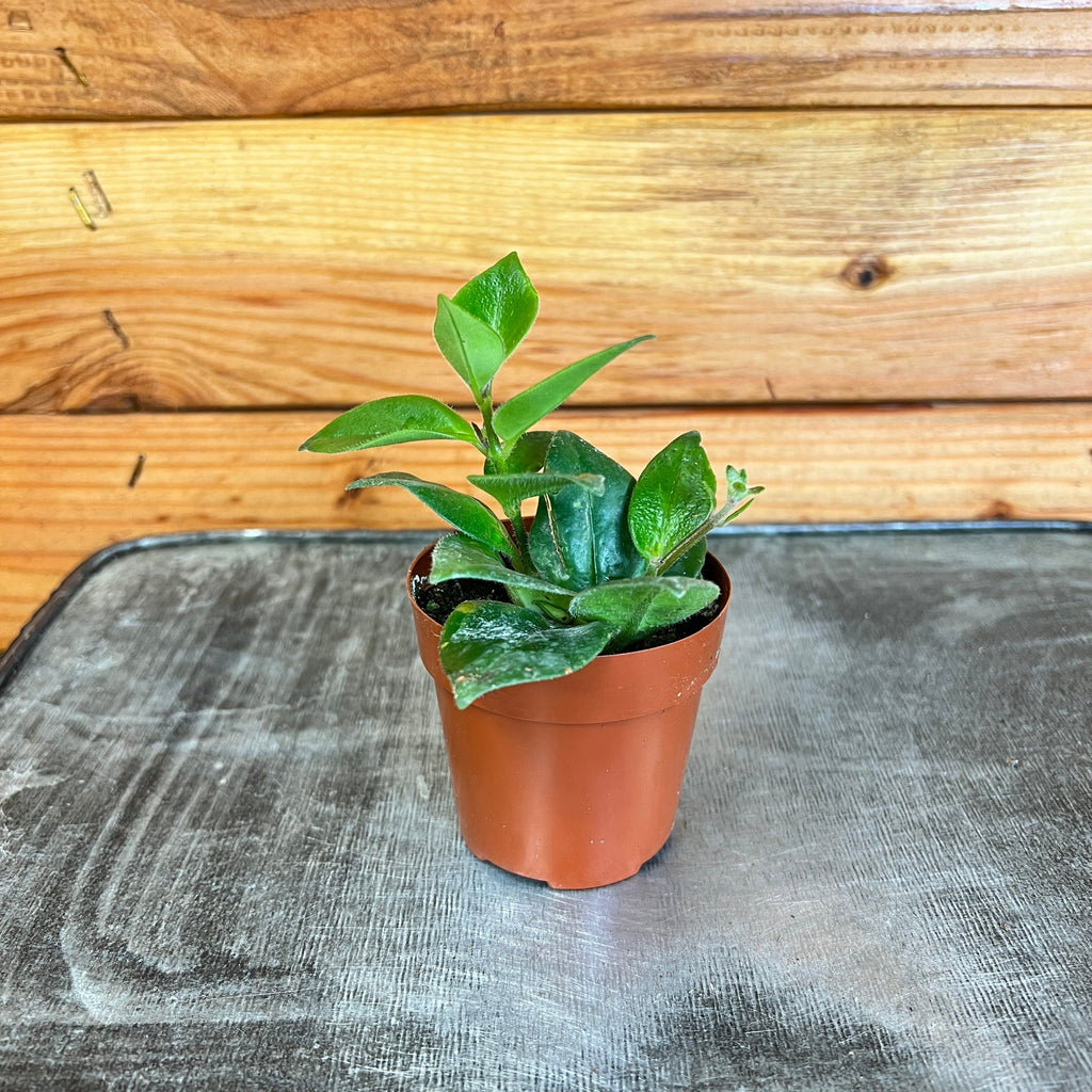 Aeschynanthus Lipstick Mona Lisa, 2" Plant