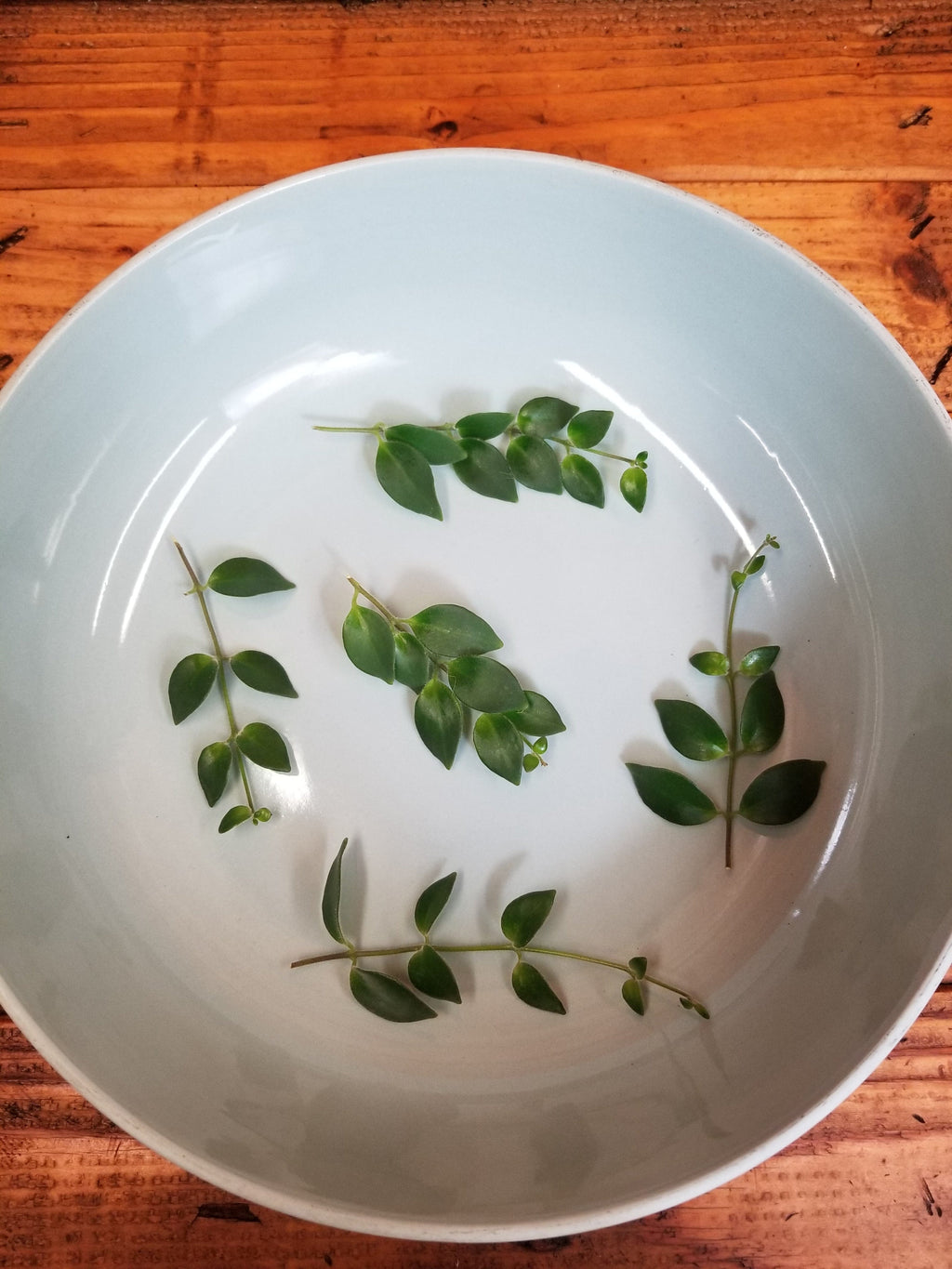 Aeschynanthus Lipstick Tricolor from Borneo, Cuttings x5