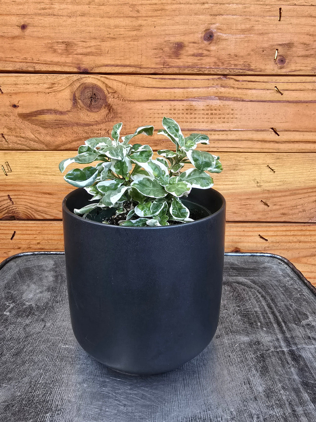 Alternanthera Snow Queen, 4" Plant