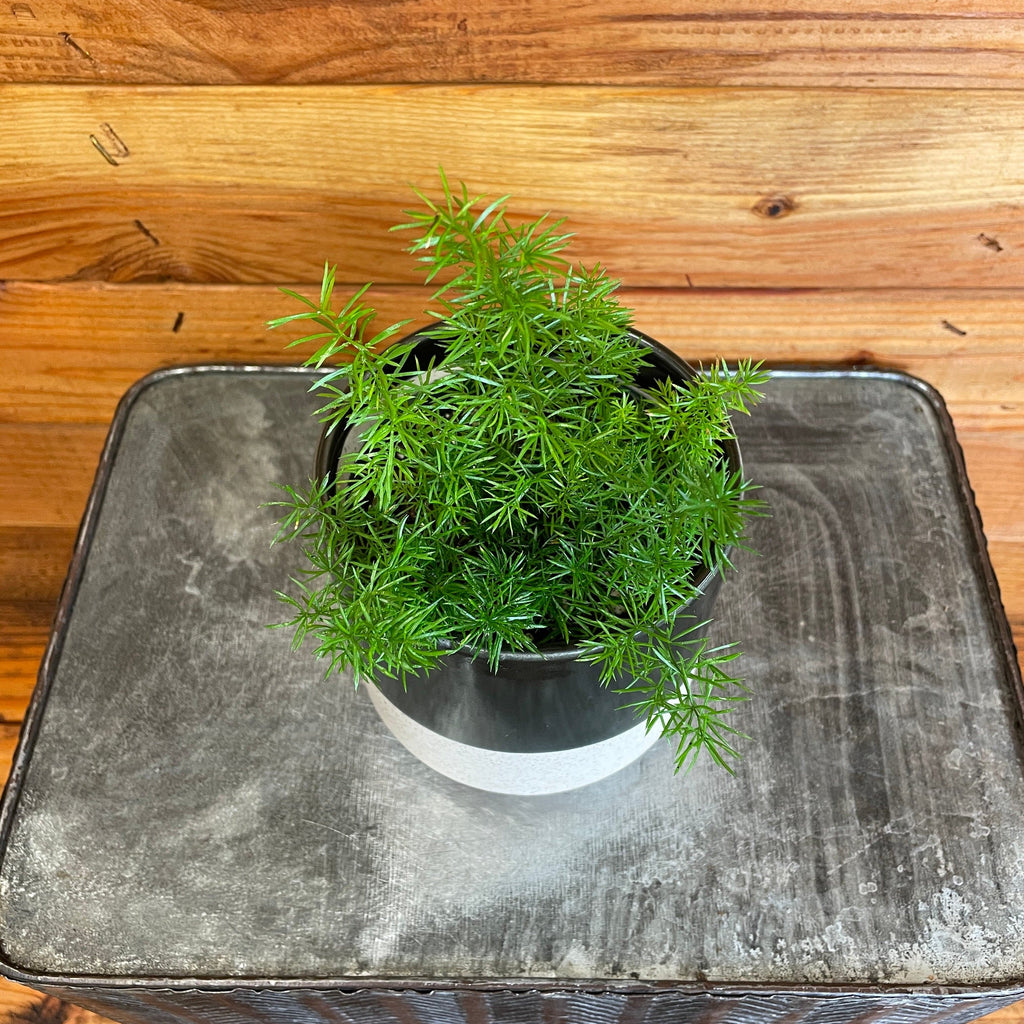 Asparagus Meyeri Foxtail Fern, 4" Plant