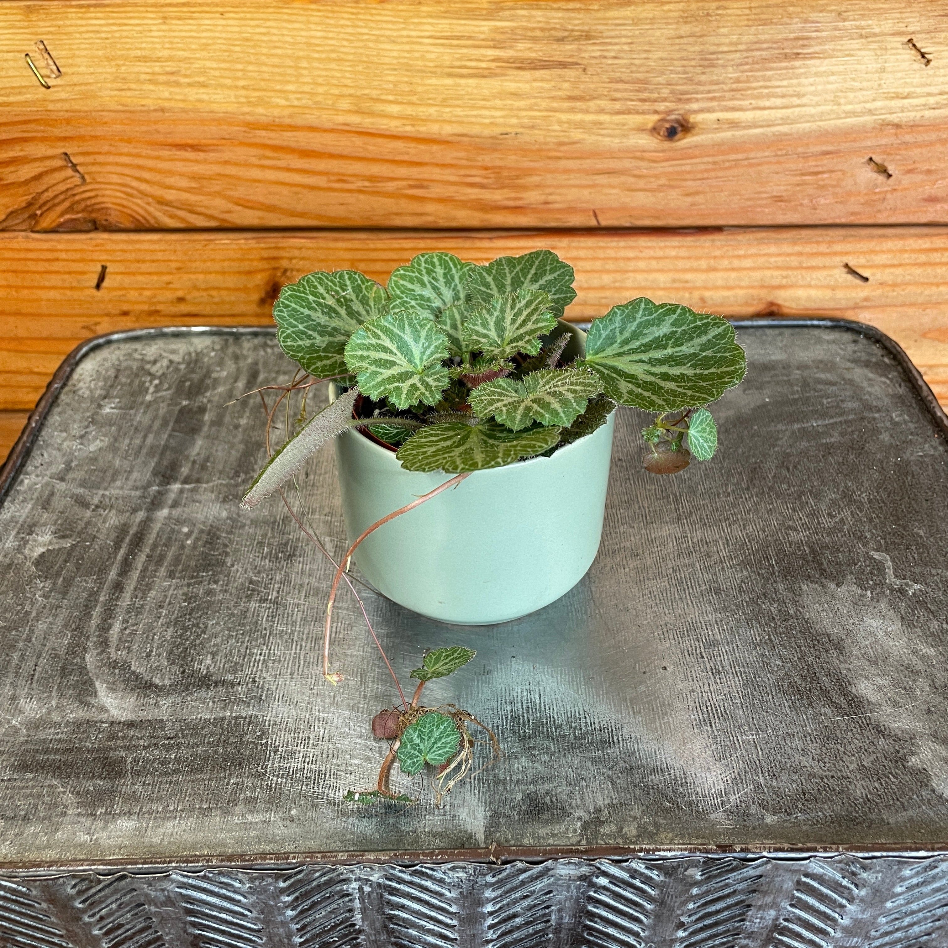 Begonia Strawberry, 2" Plant