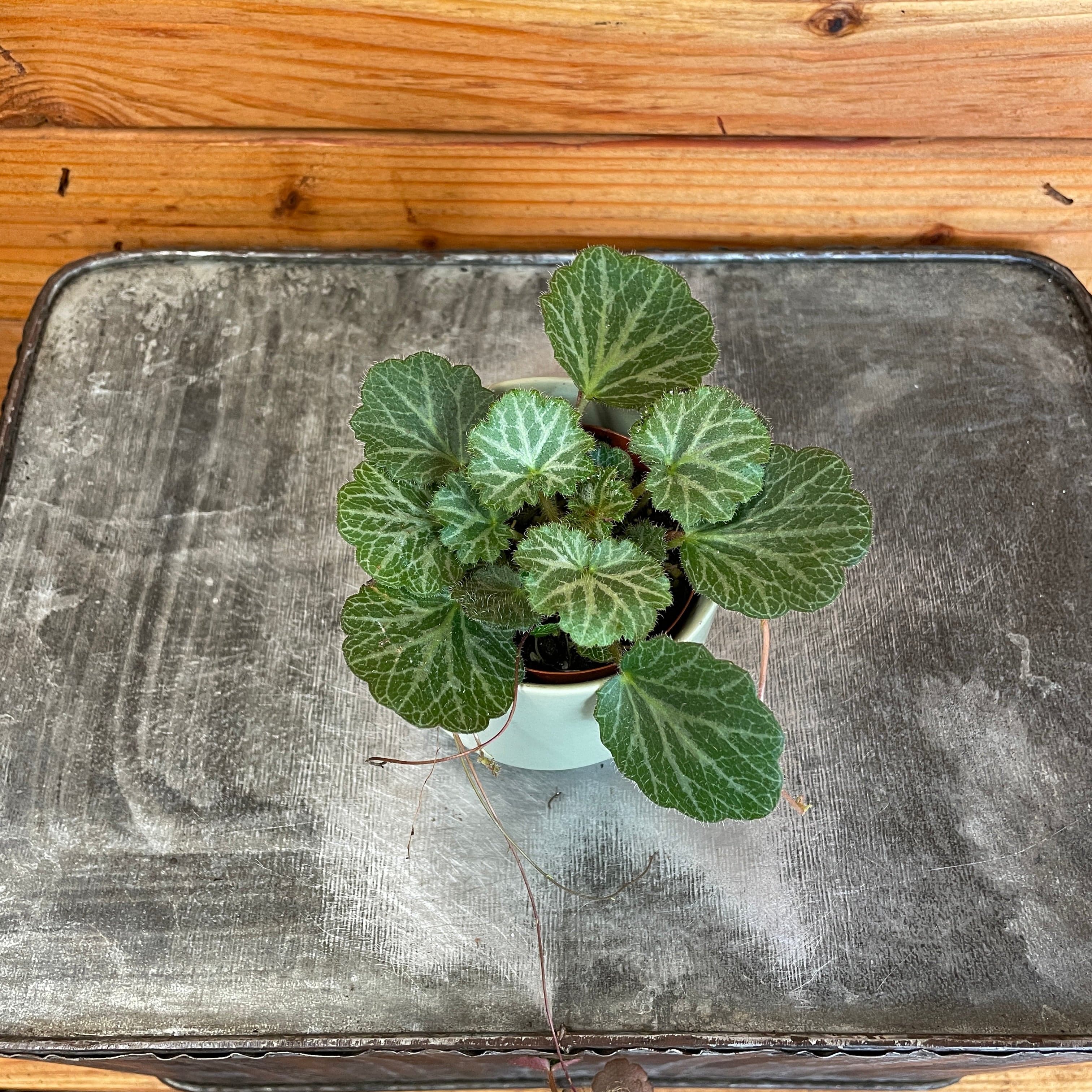 Begonia Strawberry, 2" Plant