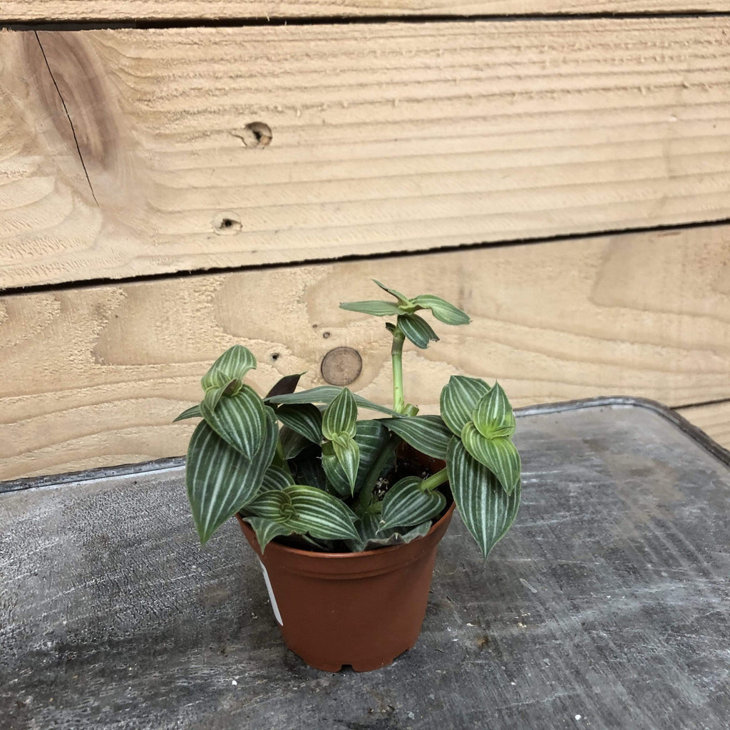 Callisia Elegans, 2" Plant