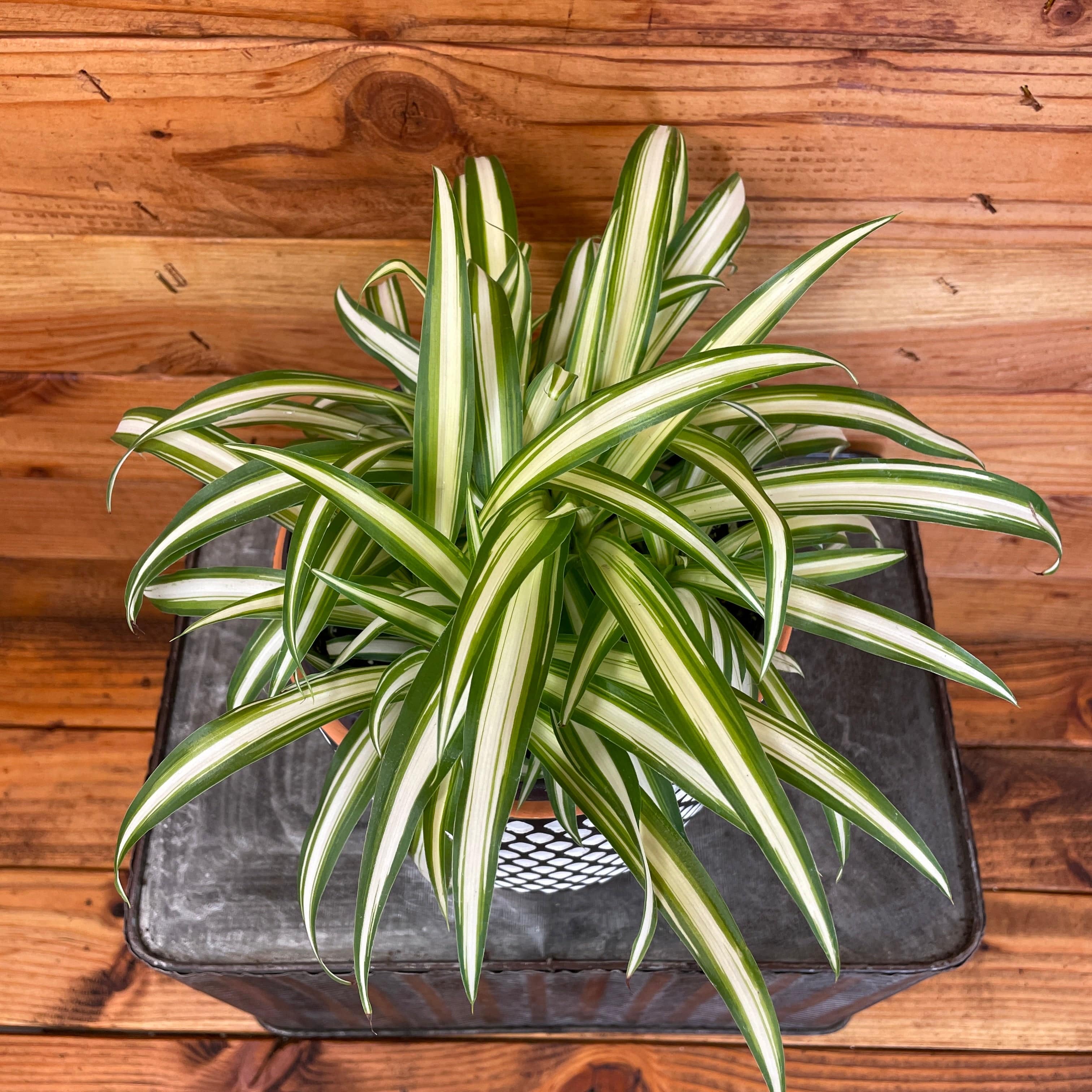 Chlorophytum Variegated Spider, 6" Plant