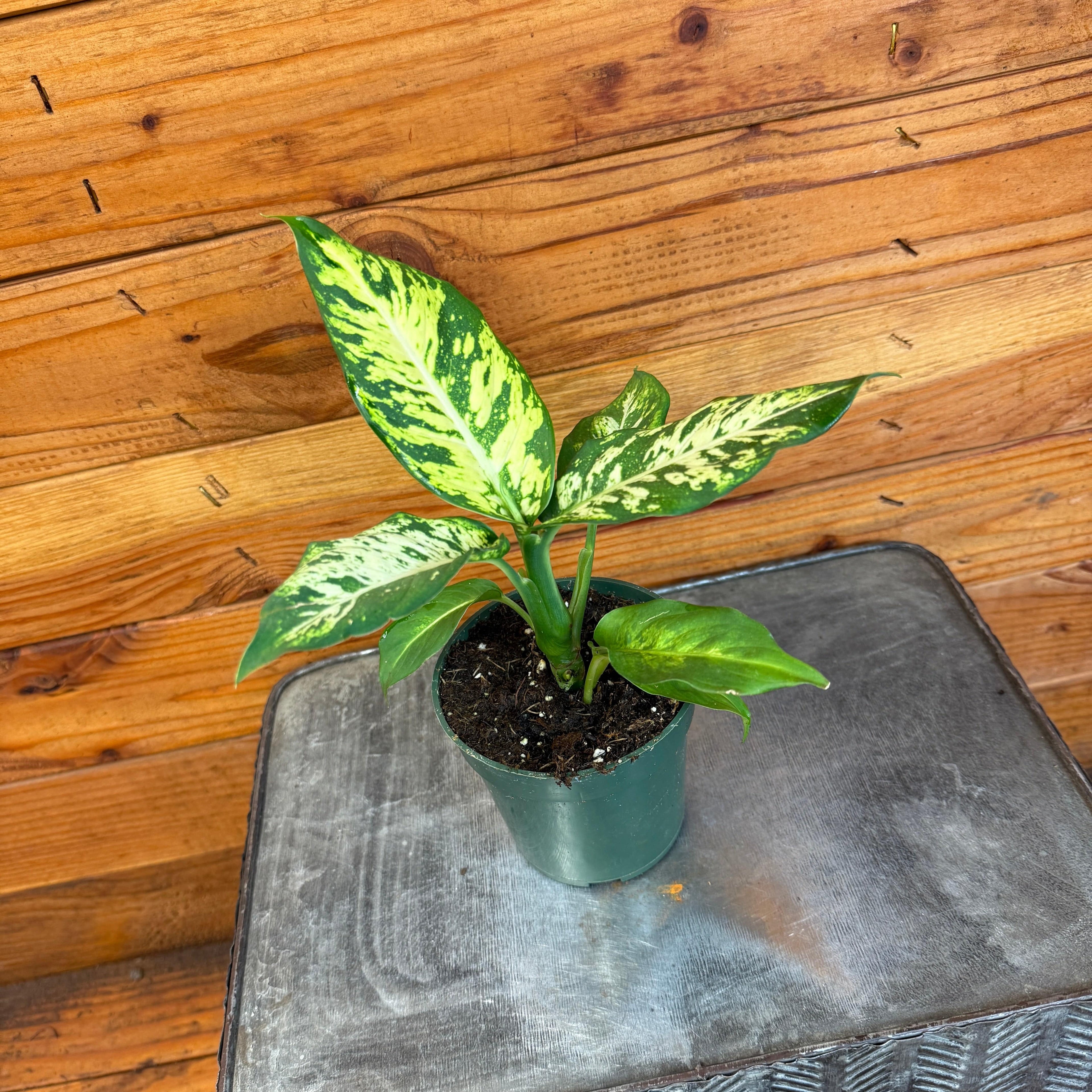 Dieffenbachia Sublime, 4" Plant
