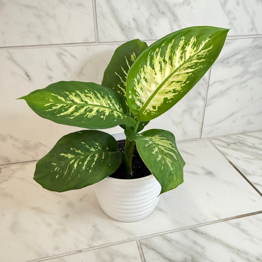 Dieffenbachia Tropic Snow, 6" Plant