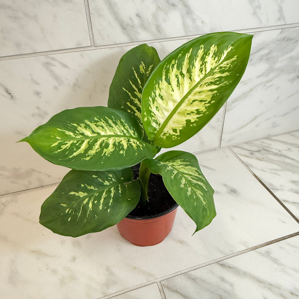 Dieffenbachia Tropic Snow, 6" Plant