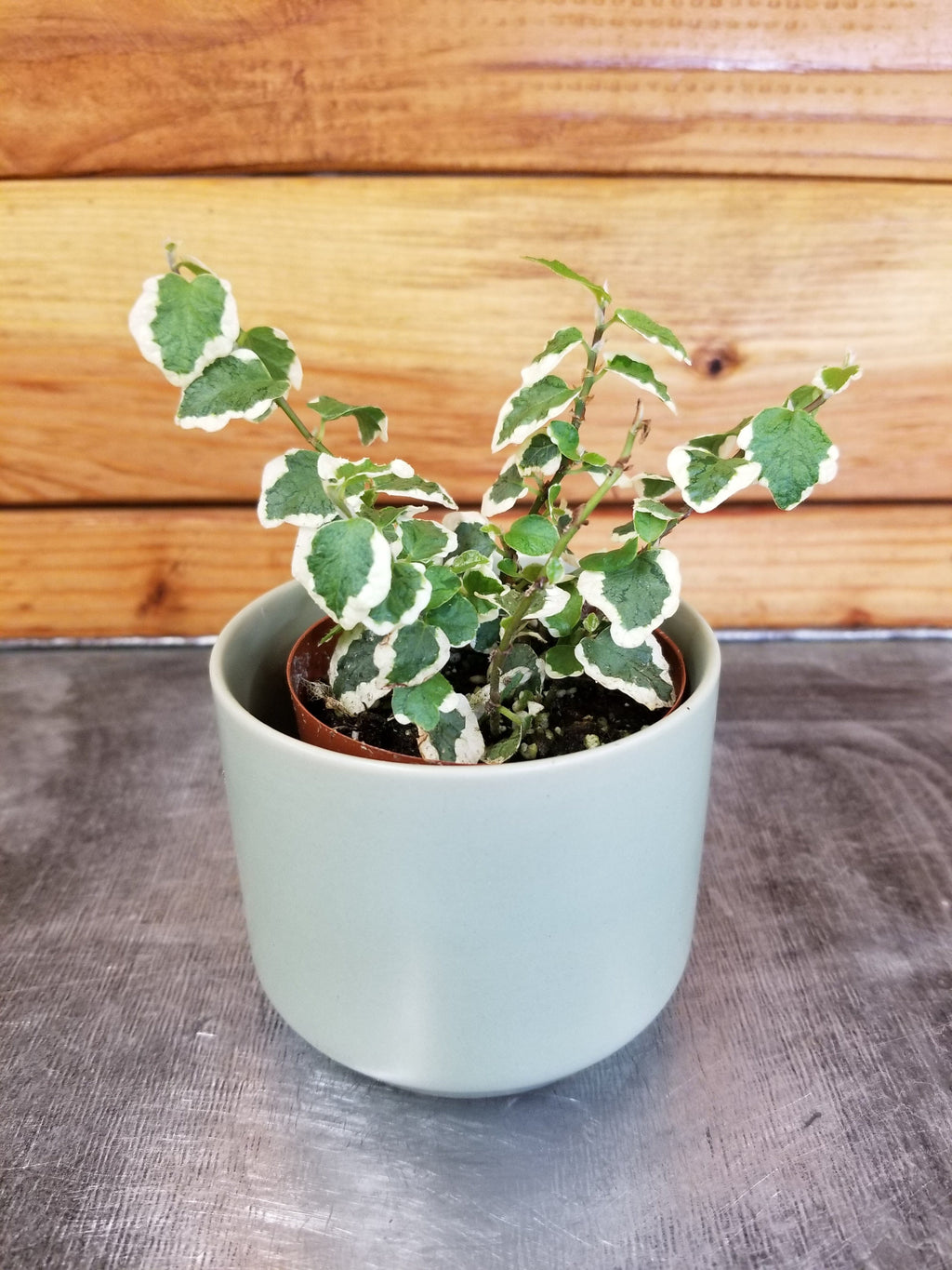 Ficus Pumila Variegated Creeping Fig, 2" Plant